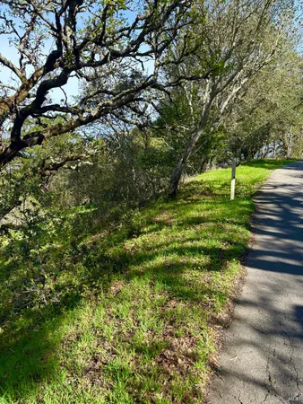 a green field with lots of trees