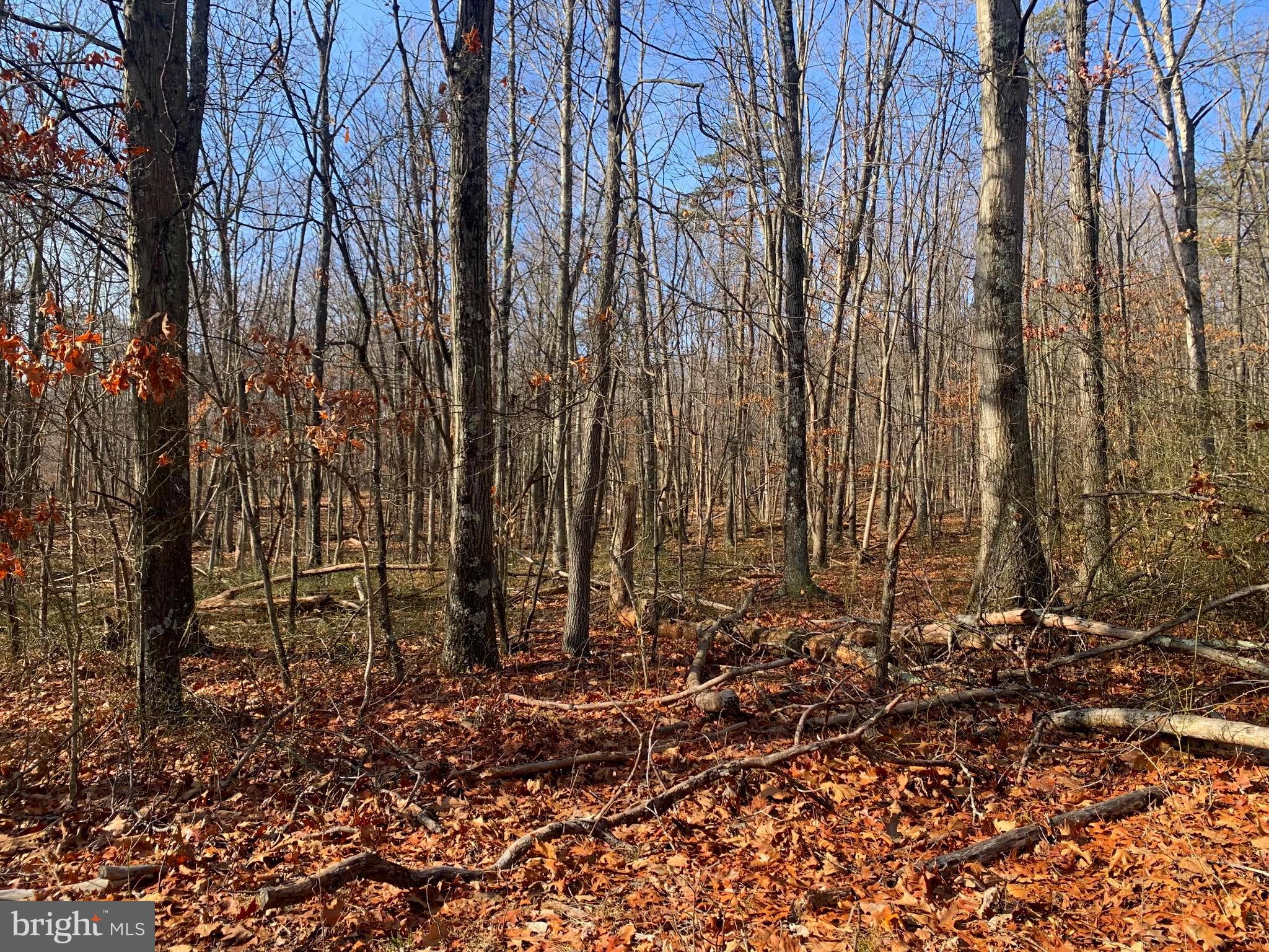 Lot 18 Sleepywoods Road Cross Junction, VA 22625 - Photo 2 of 10 Level lot