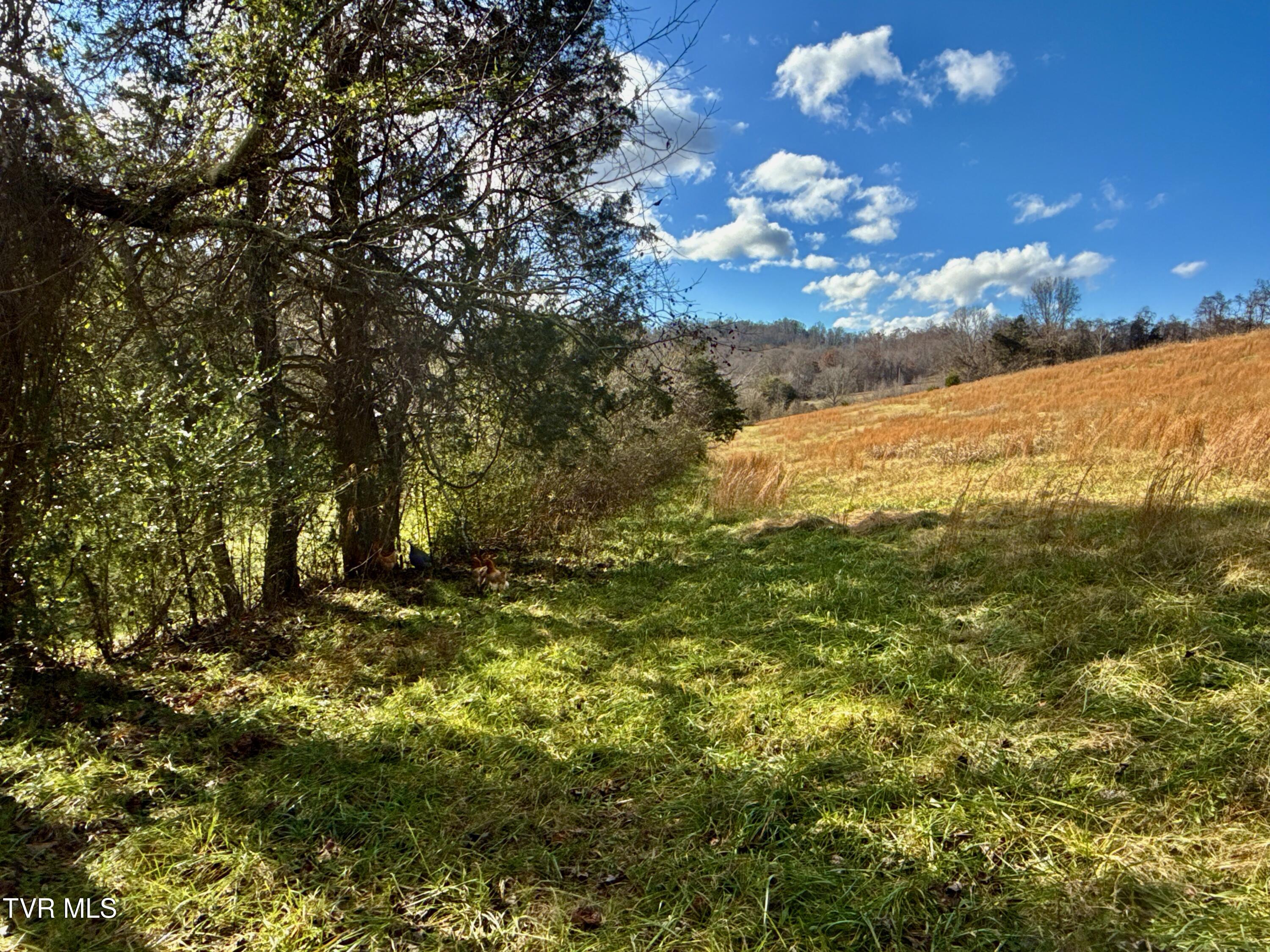 1520 Brittontown Road Afton, TN 37616 - Photo 36 of 85 _Pic38 (11)