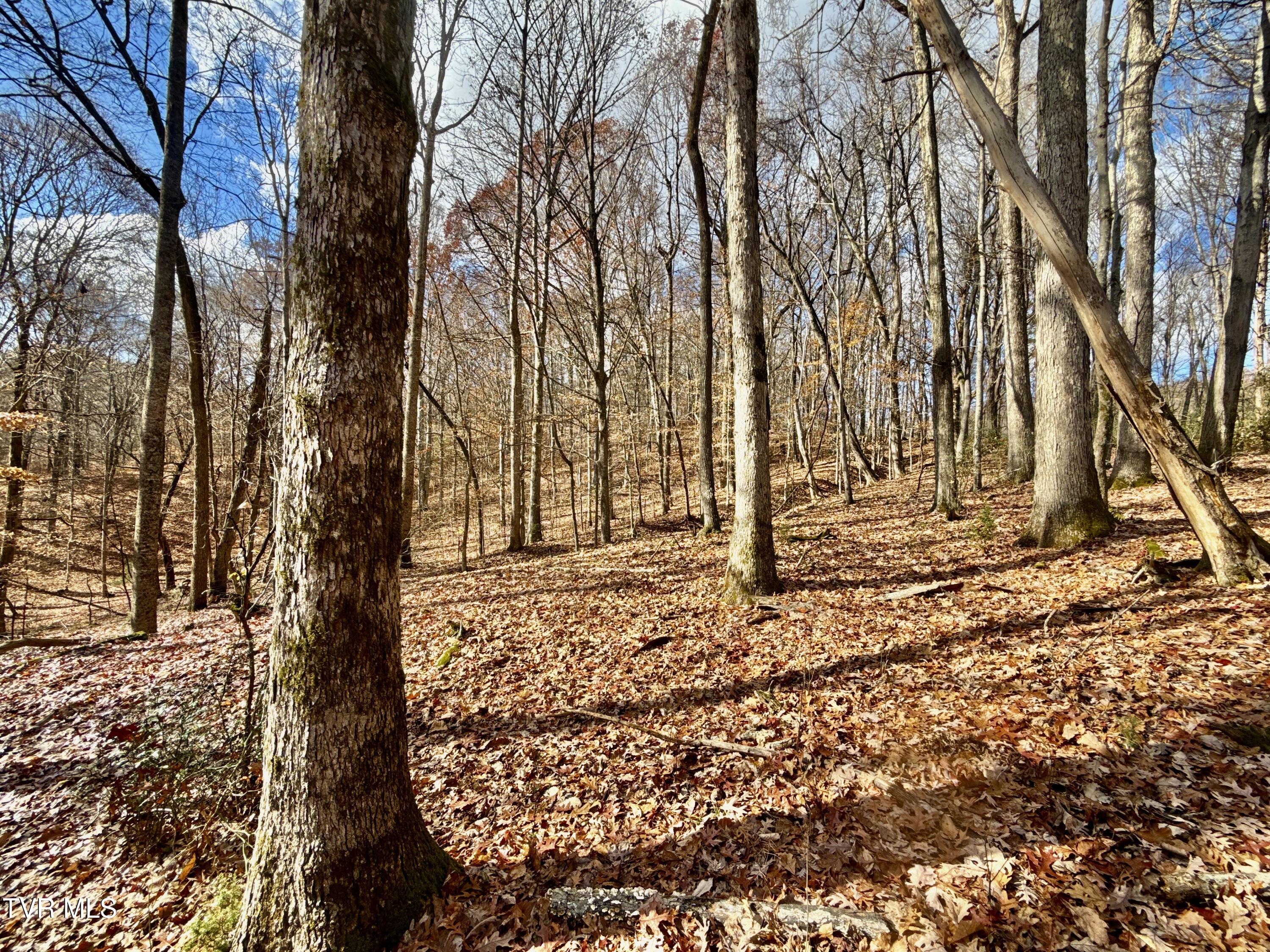 1520 Brittontown Road Afton, TN 37616 - Photo 44 of 85 _Pic46 (9)