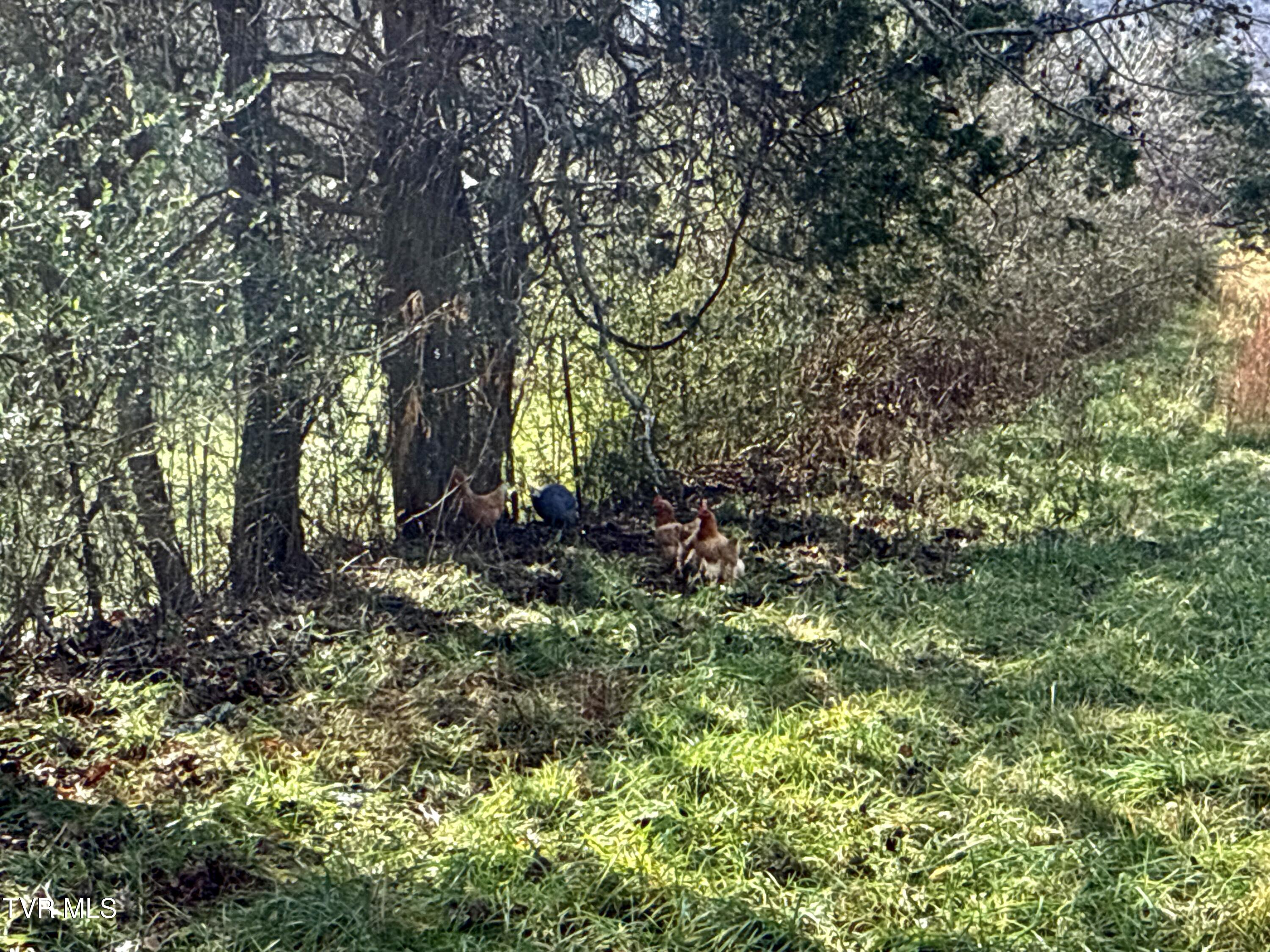 1520 Brittontown Road Afton, TN 37616 - Photo 45 of 85 _Pic39 (13)