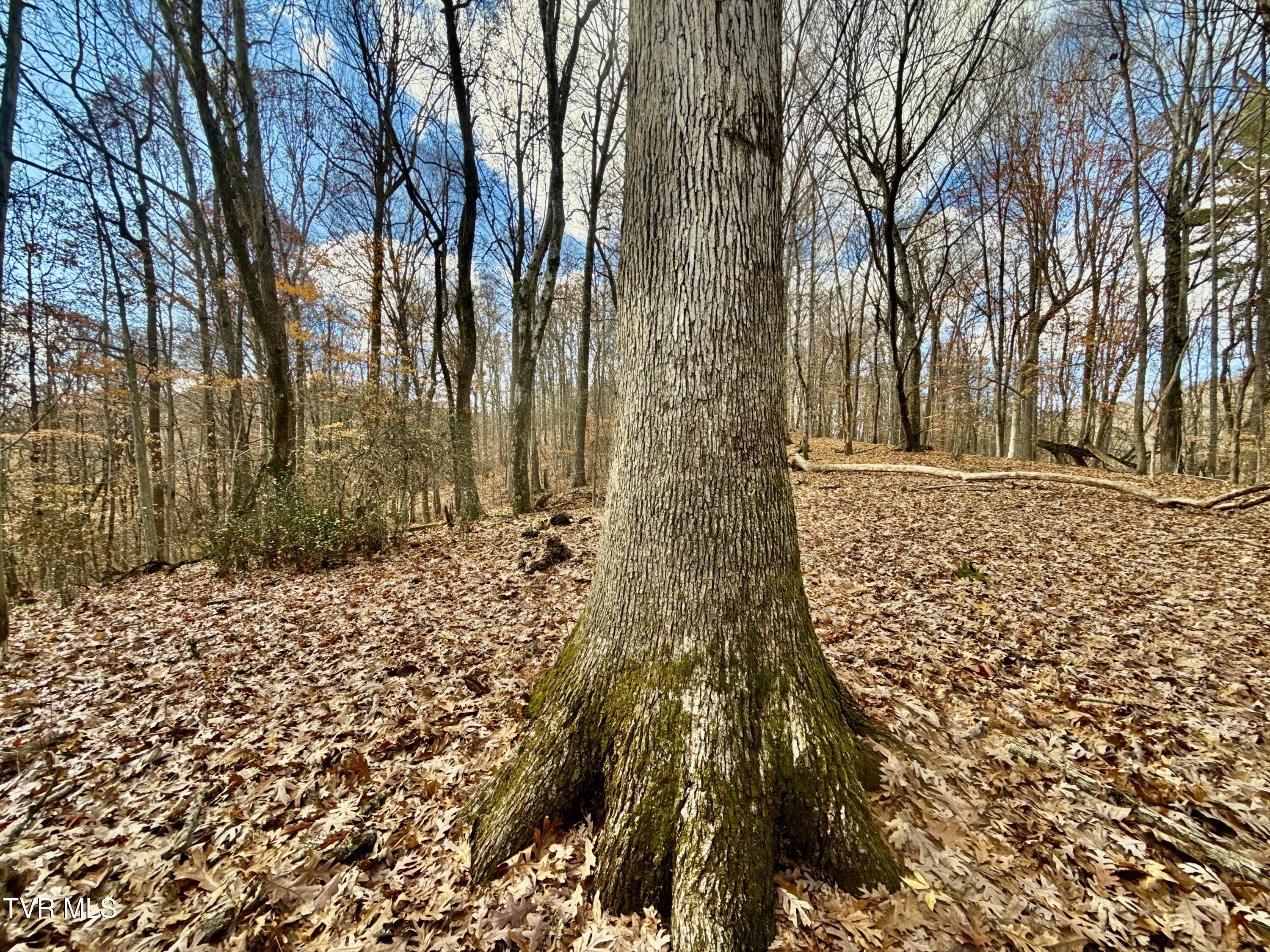 1520 Brittontown Road Afton, TN 37616 - Photo 47 of 85 _Pic48 (8)