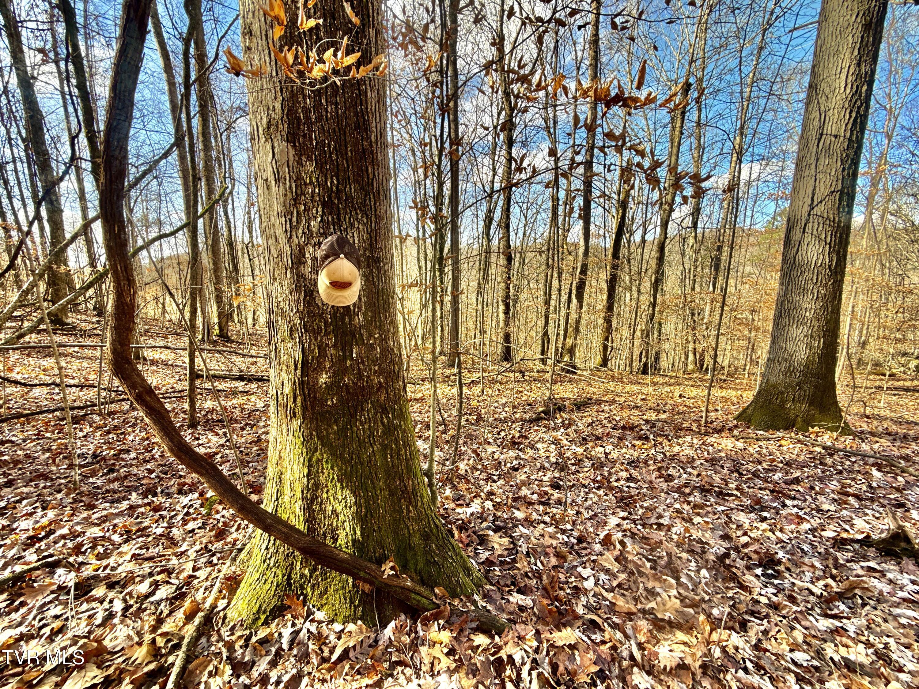 1520 Brittontown Road Afton, TN 37616 - Photo 49 of 85 _Pic51 (10)