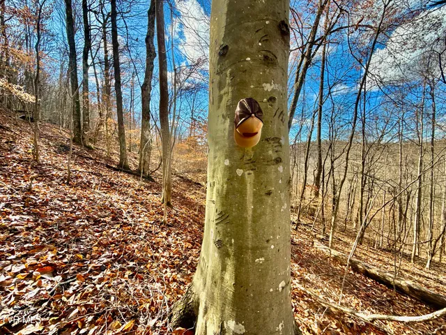 $899,900 | 1520 Brittontown Road, Afton, TN 37616