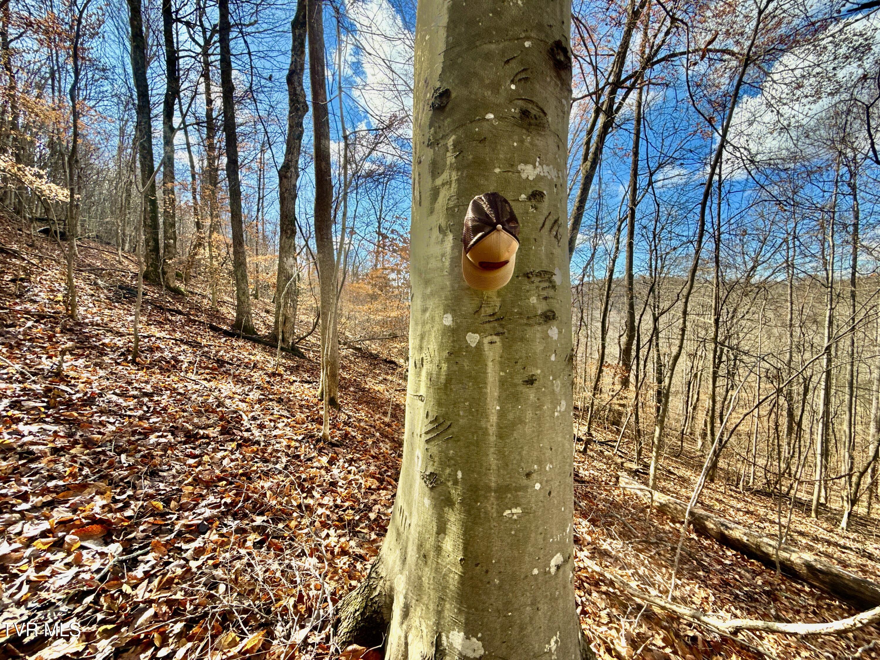 1520 Brittontown Road Afton, TN 37616 - Photo 50 of 85 _Pic52 (8)