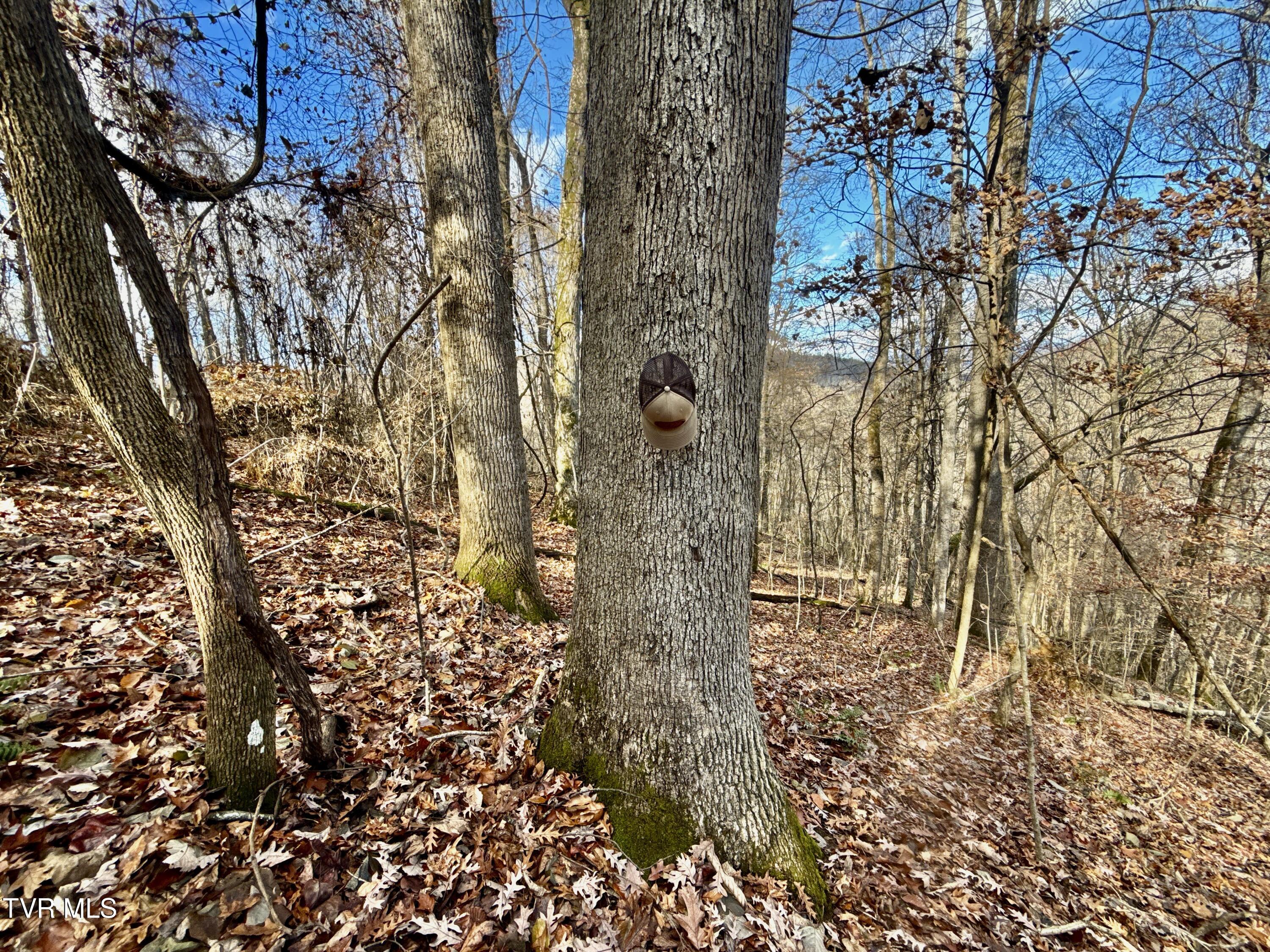 1520 Brittontown Road Afton, TN 37616 - Photo 51 of 85 _Pic53 (8)