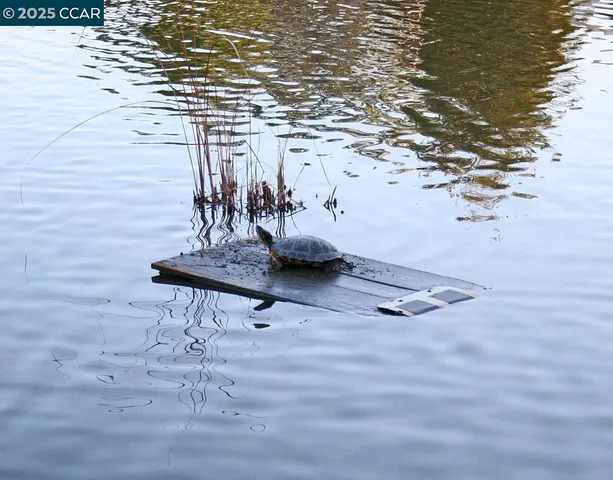 a view of a swimming pool with a yard