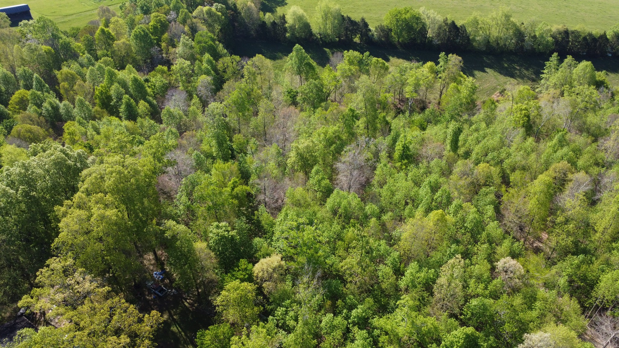 6 Celina Road Red Boiling Springs, TN 37150 - Photo 3 of 5 a view of a lush green forest with lots of trees