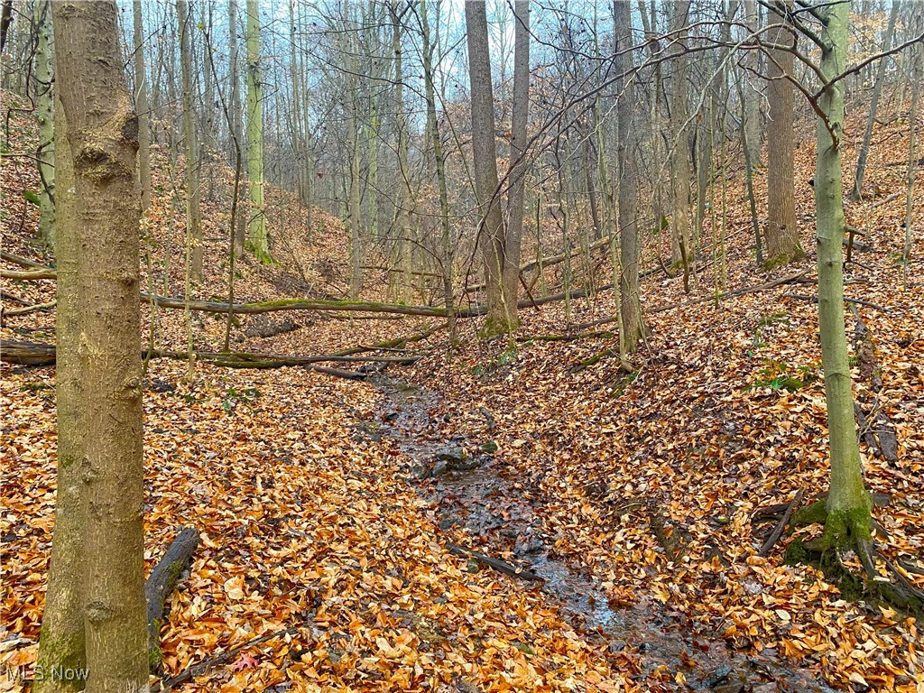 Standing Rock Road Kimbolton, OH 43749 - Photo 5 of 13 View of nature