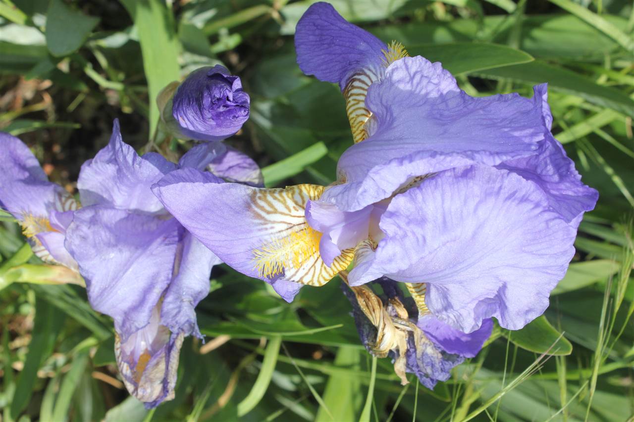 395 Kindig Road Waynesboro, VA 22980 - Photo 23 of 45 a view of a flower in a garden