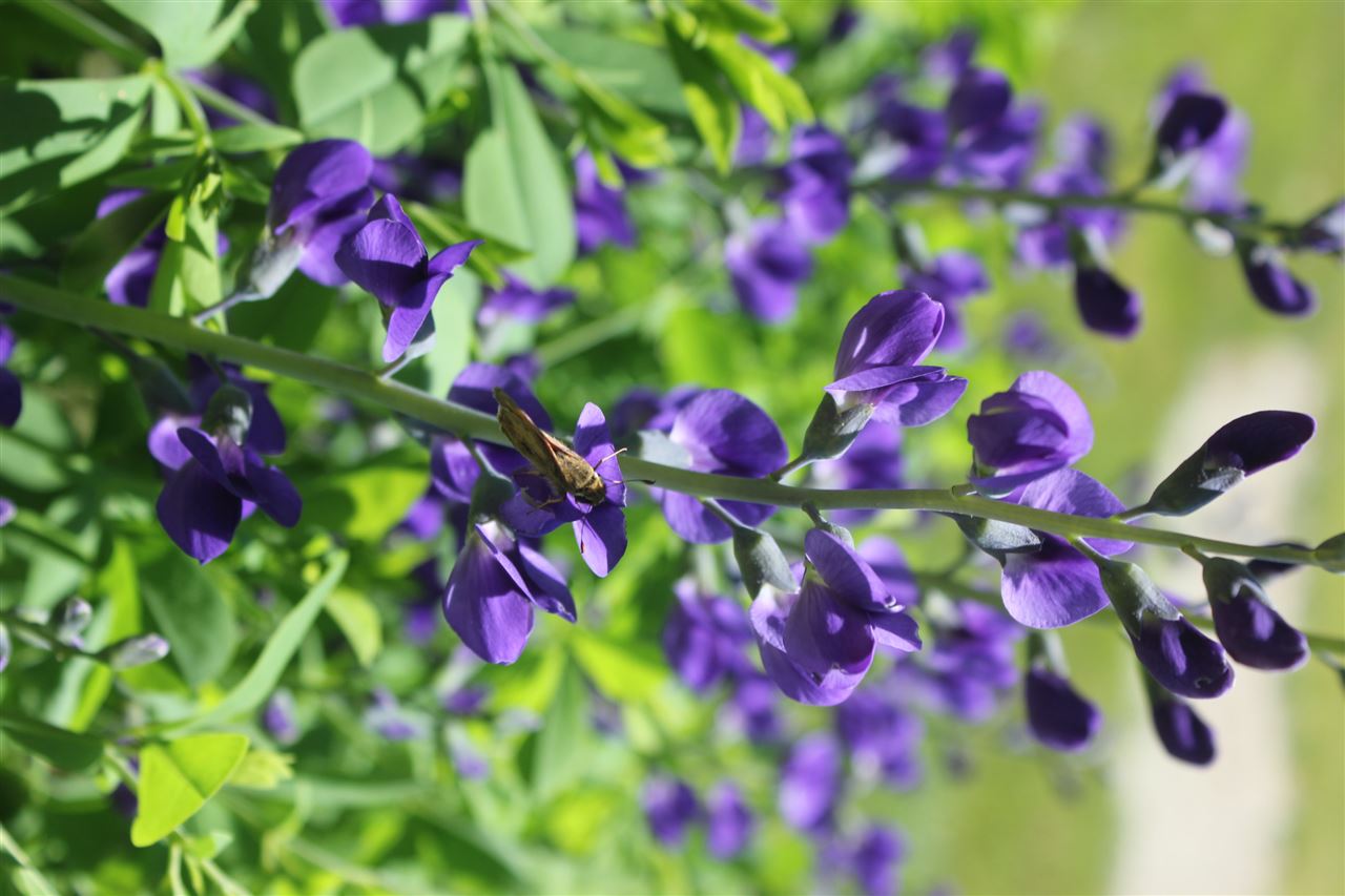 395 Kindig Road Waynesboro, VA 22980 - Photo 36 of 45 a view of a flower