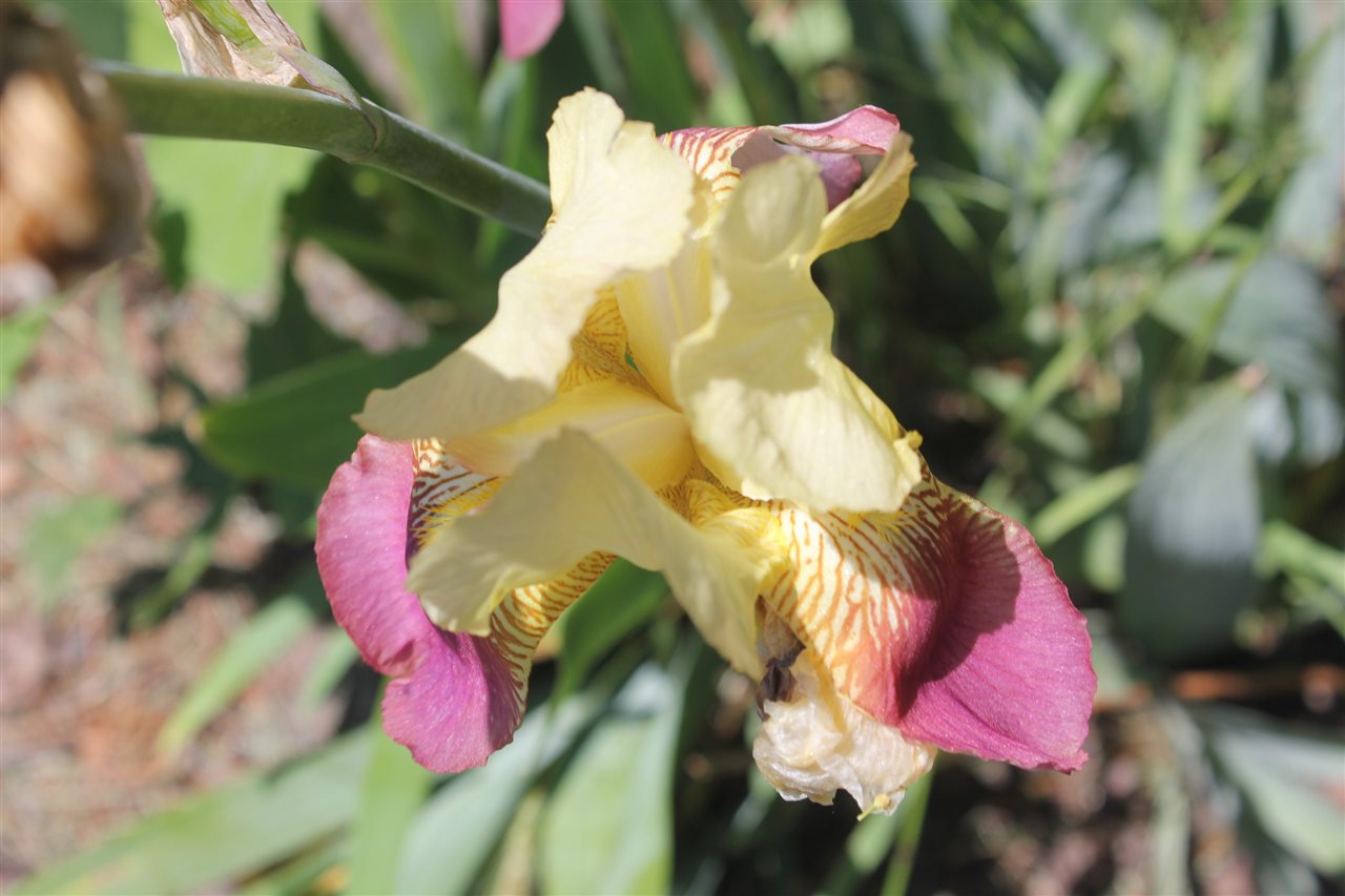 395 Kindig Road Waynesboro, VA 22980 - Photo 7 of 45 a close up of a flower in a garden