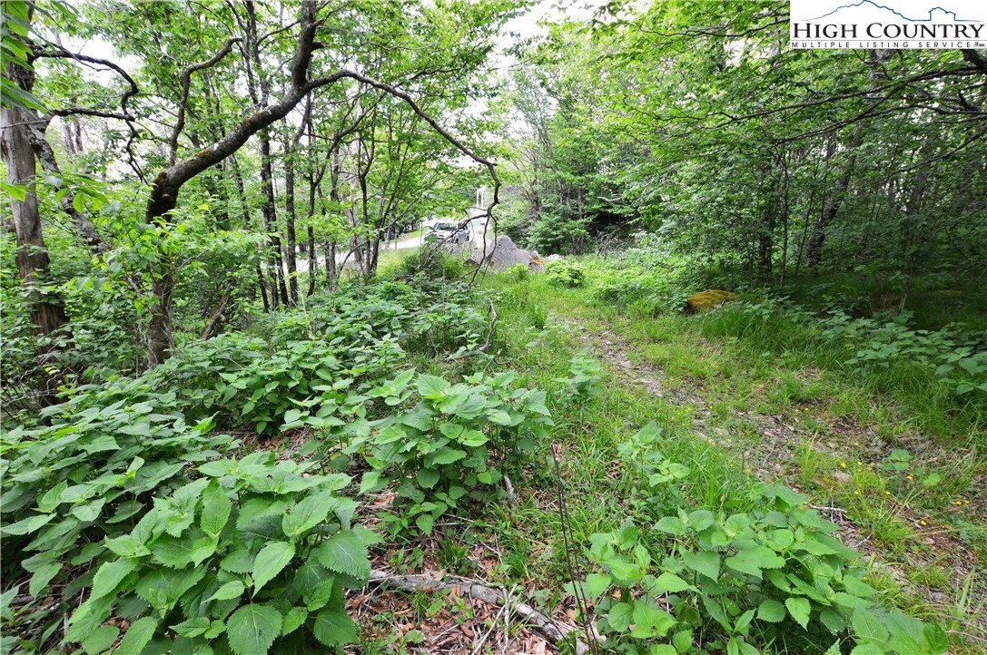 Xx North Pinnacle Ridge Road Beech Mountain, NC 28604 - Photo 3 of 11 Gallery Image 3