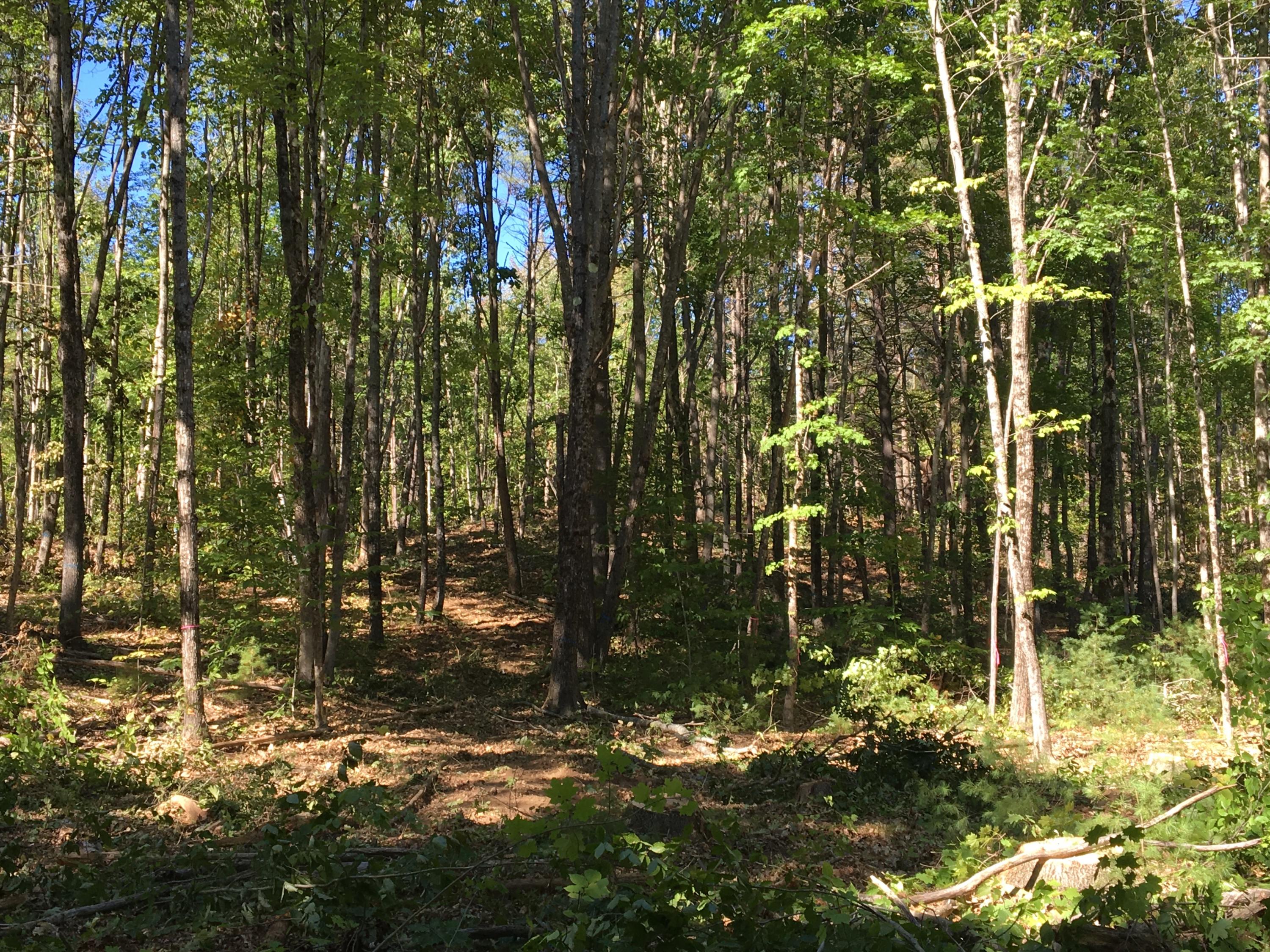 Lot 13 Blair Road Augusta, ME 04330 - Photo 2 of 3 woodspic5
