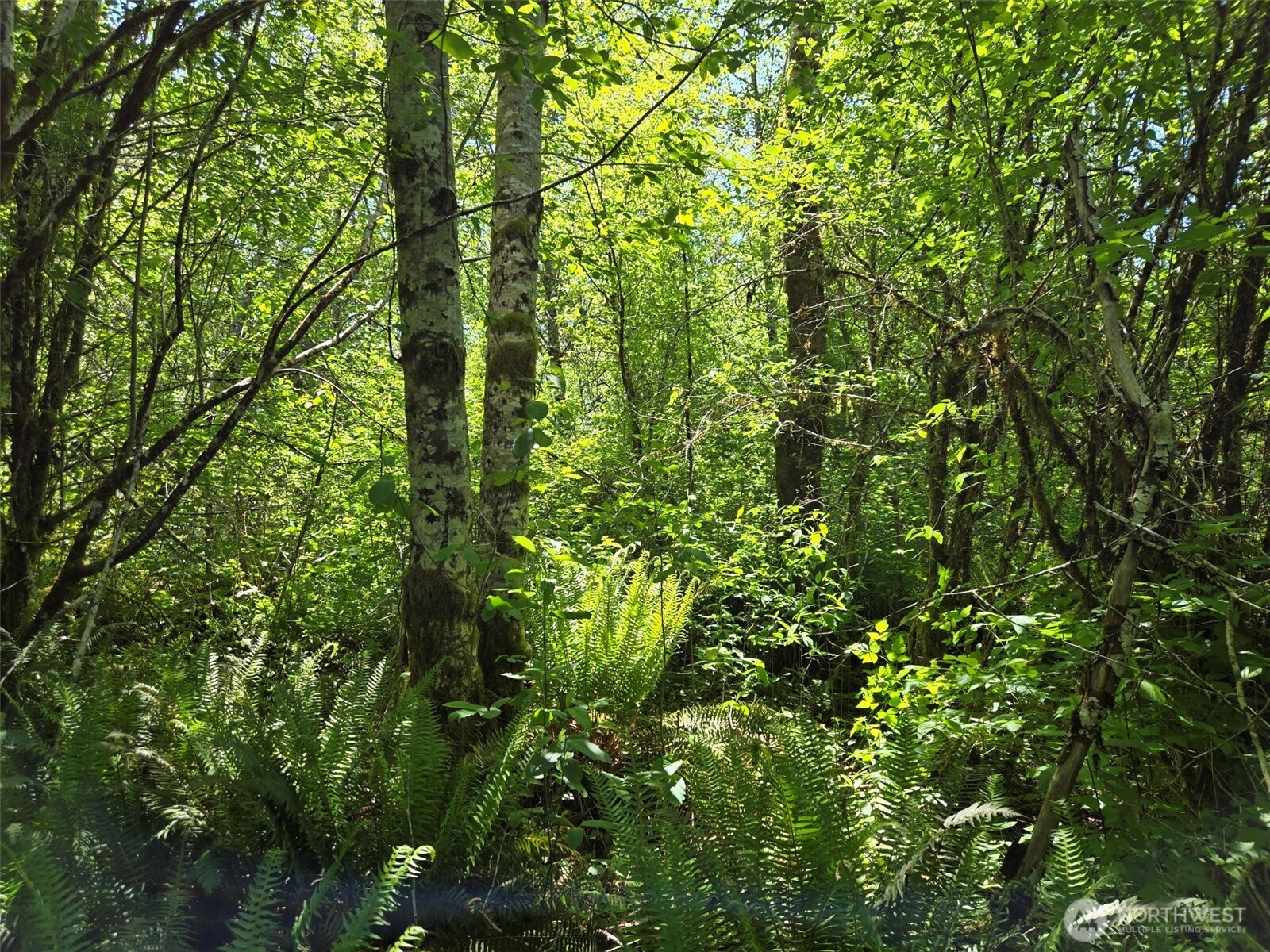 256 Walker Road Hoquiam, WA 98550 - Photo 6 of 12 a view of a lush green forest
