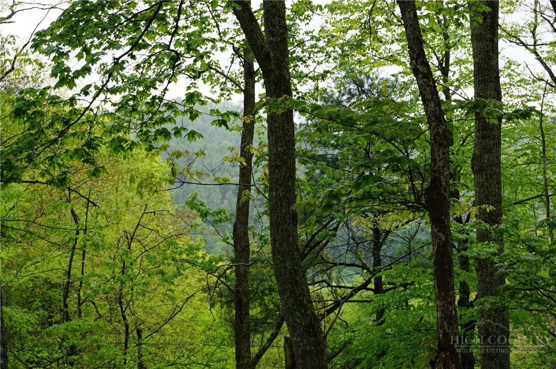 557 White Pine Road Newland, NC 28657 - Photo 41 of 41 a view of forest
