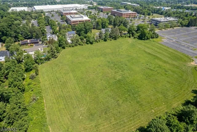 a view of a yard with plants and large trees