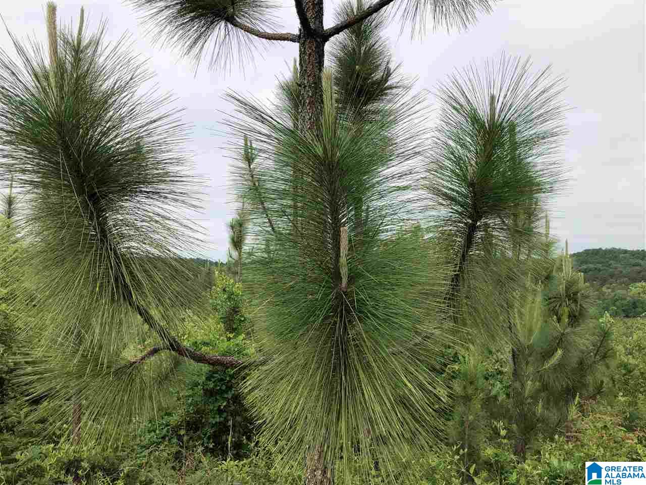 119-acres Double Branch Road, Unit 119 ACRES Marion, AL 36756 - Photo 18 of 26
