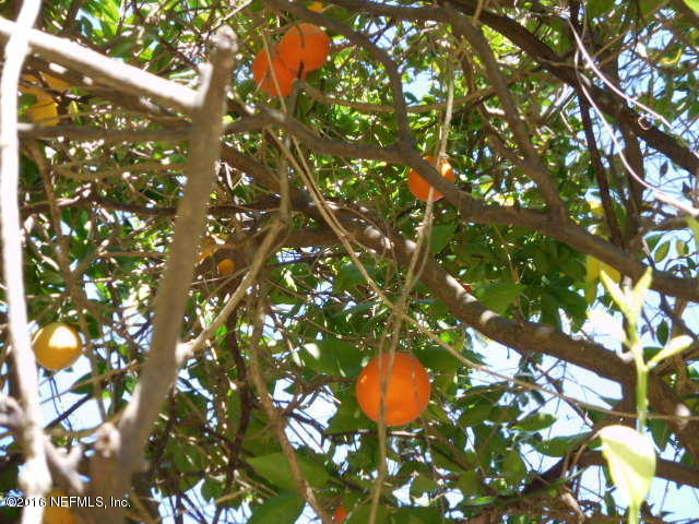 1815 Lindsey Road Jacksonville, FL 32221 - Photo 5 of 33 5.ORANGE TREE