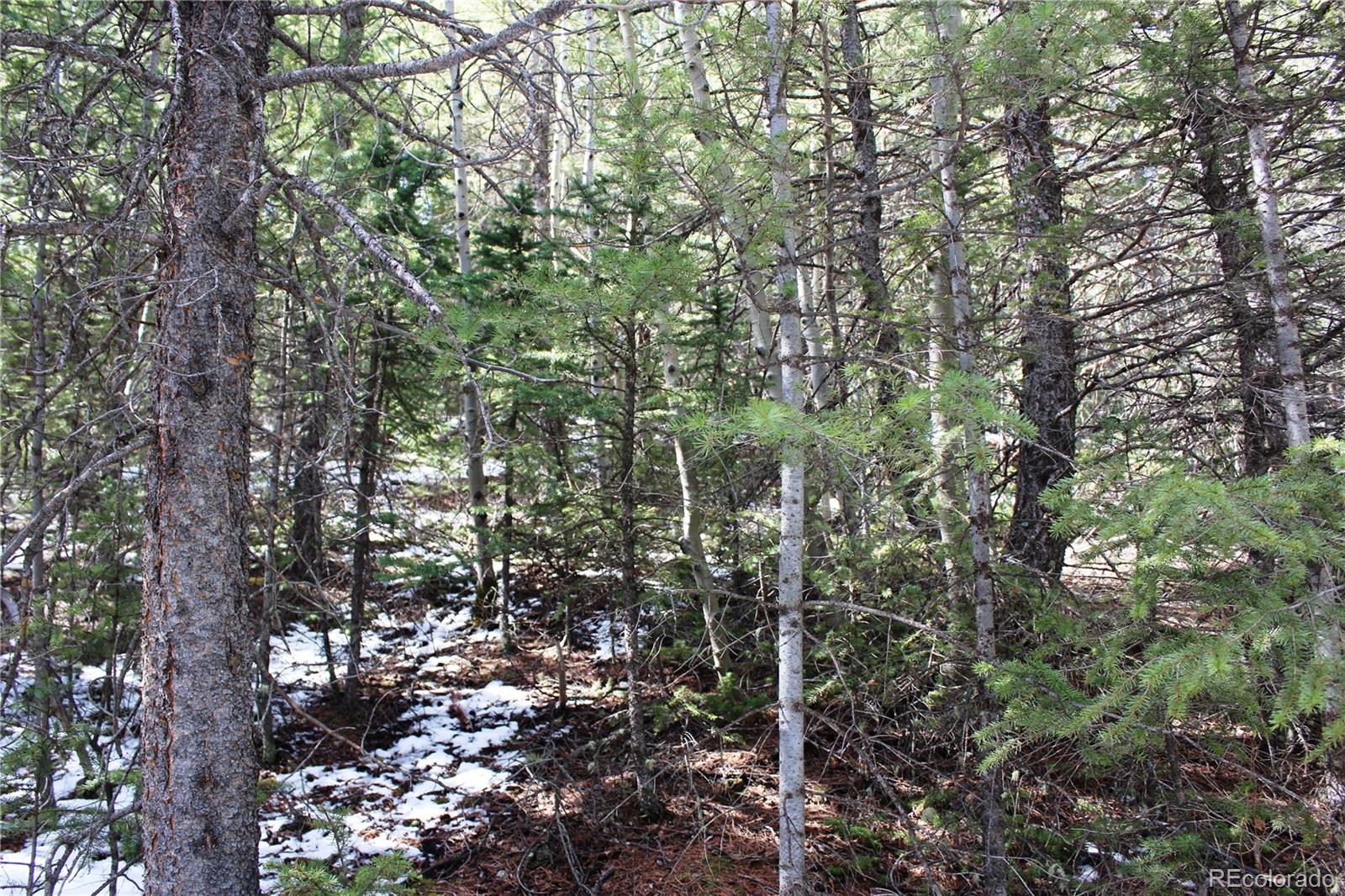 0 Missouri Flats Road Central City, CO 80427 - Photo 13 of 33 a view of a forest with lots of trees