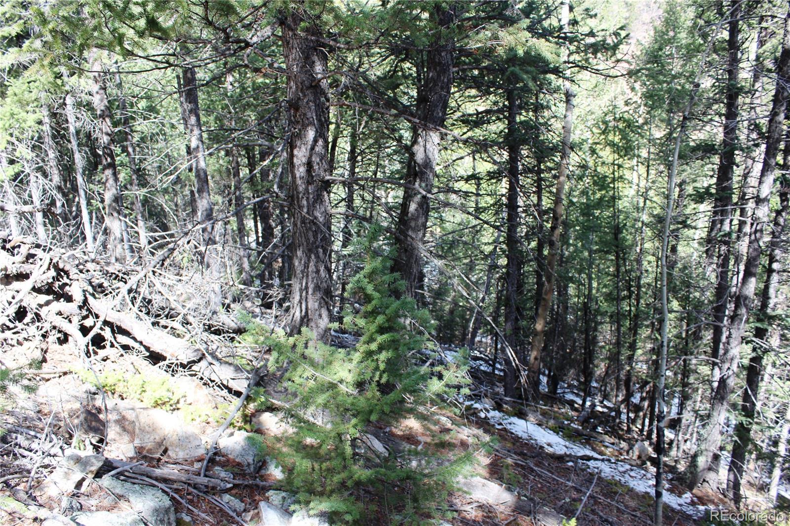 0 Missouri Flats Road Central City, CO 80427 - Photo 21 of 33 a view of a forest with lots of trees