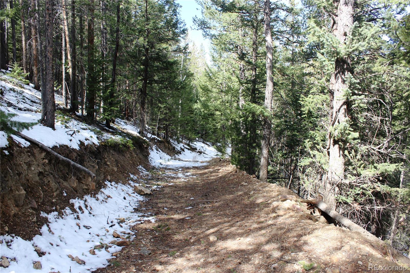 0 Missouri Flats Road Central City, CO 80427 - Photo 23 of 33 a view of a forest with trees