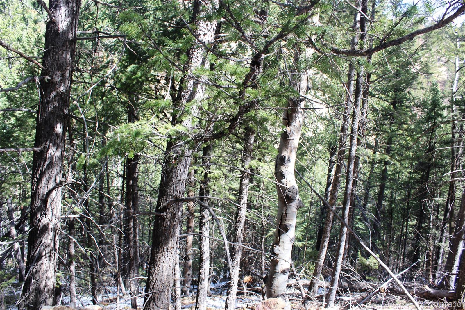 0 Missouri Flats Road Central City, CO 80427 - Photo 25 of 33 a view of a tree