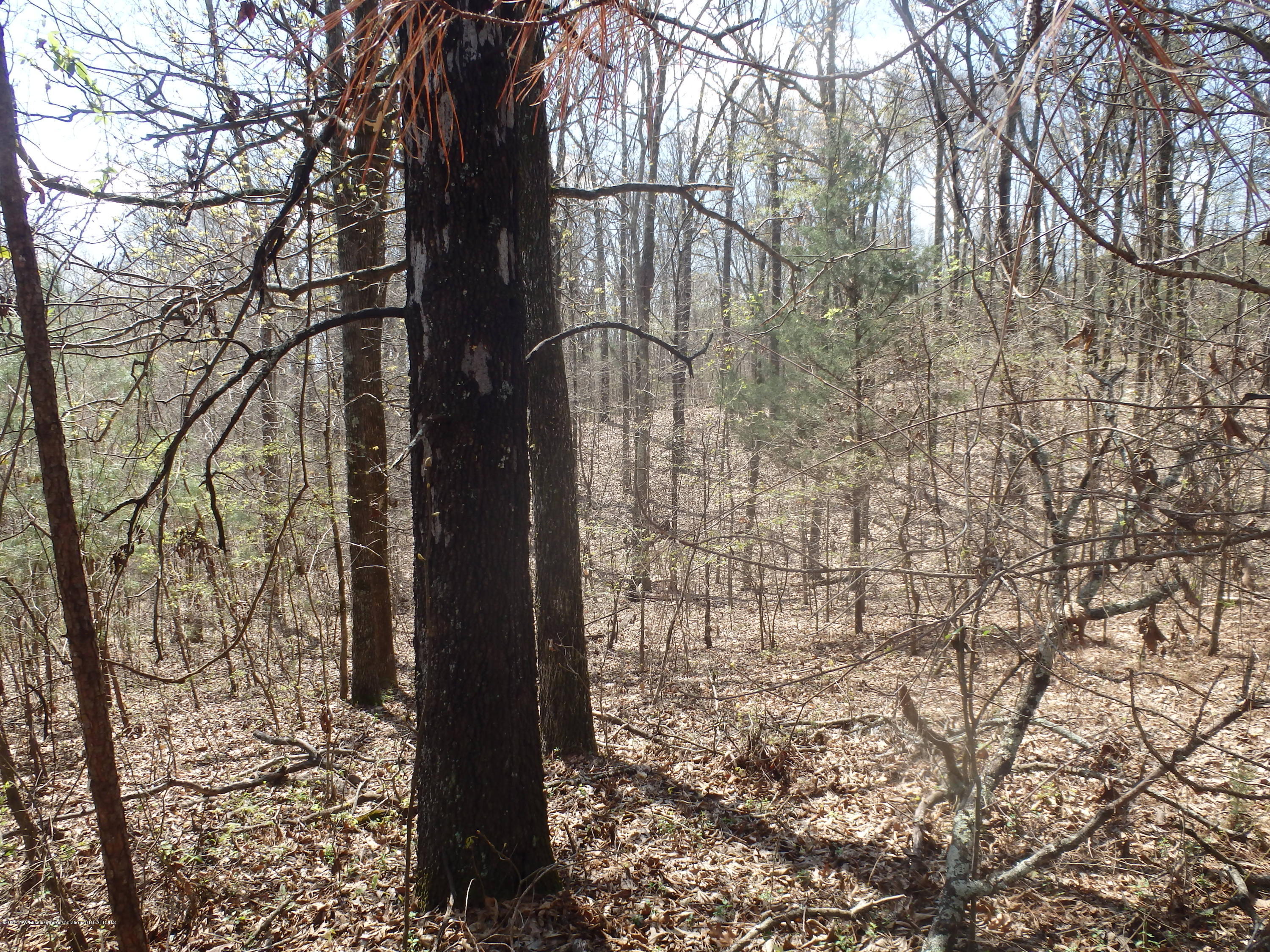 737 Graves Road Holly Springs, MS 38635 - Photo 7 of 8 P3260036