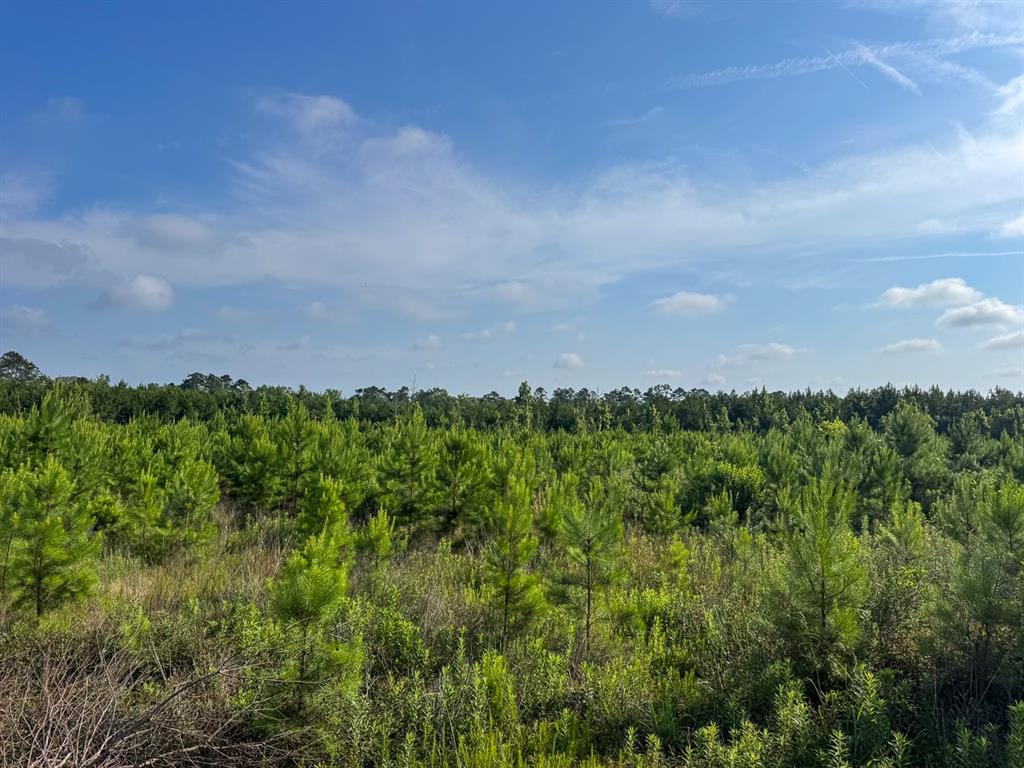 T-1 Ellis West Road Pitkin, LA 70656 - Photo 5 of 18