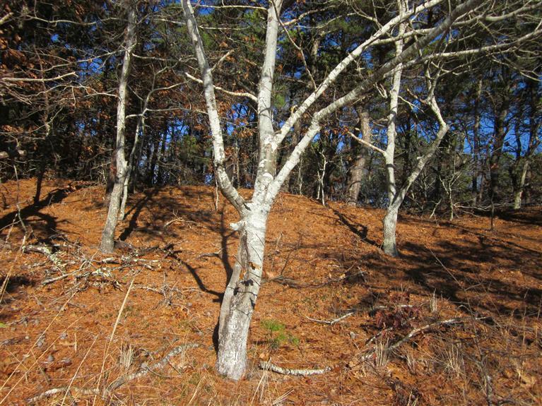 240 Blue Heron Road Wellfleet, MA 02667 - Photo 32 of 34 Additional Photo
