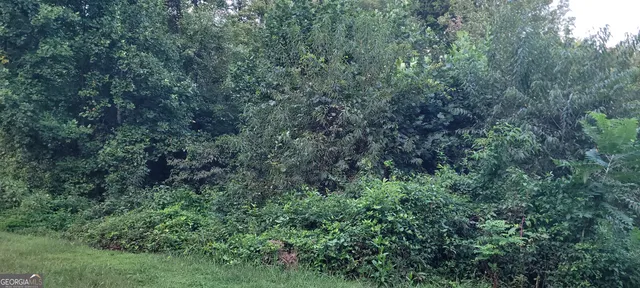 a view of a lush green forest