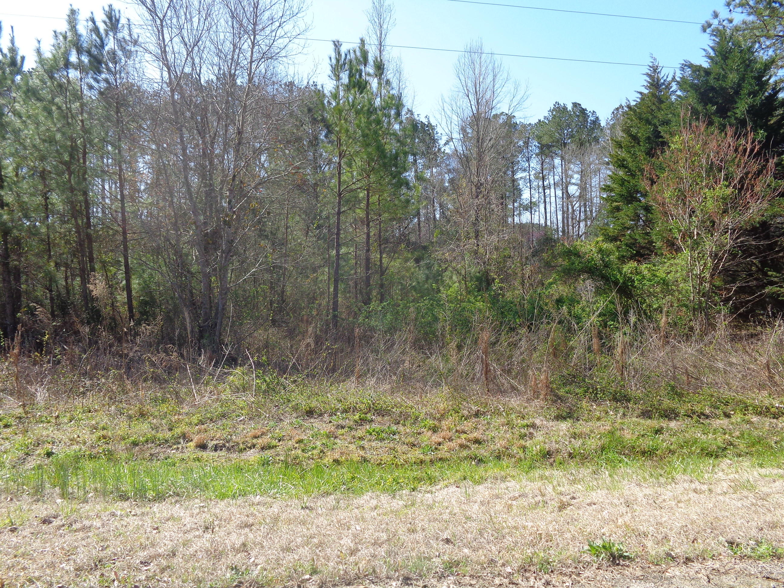 Tbd Wright Lane Rockingham, NC 28379 - Photo 3 of 4 Nice lot