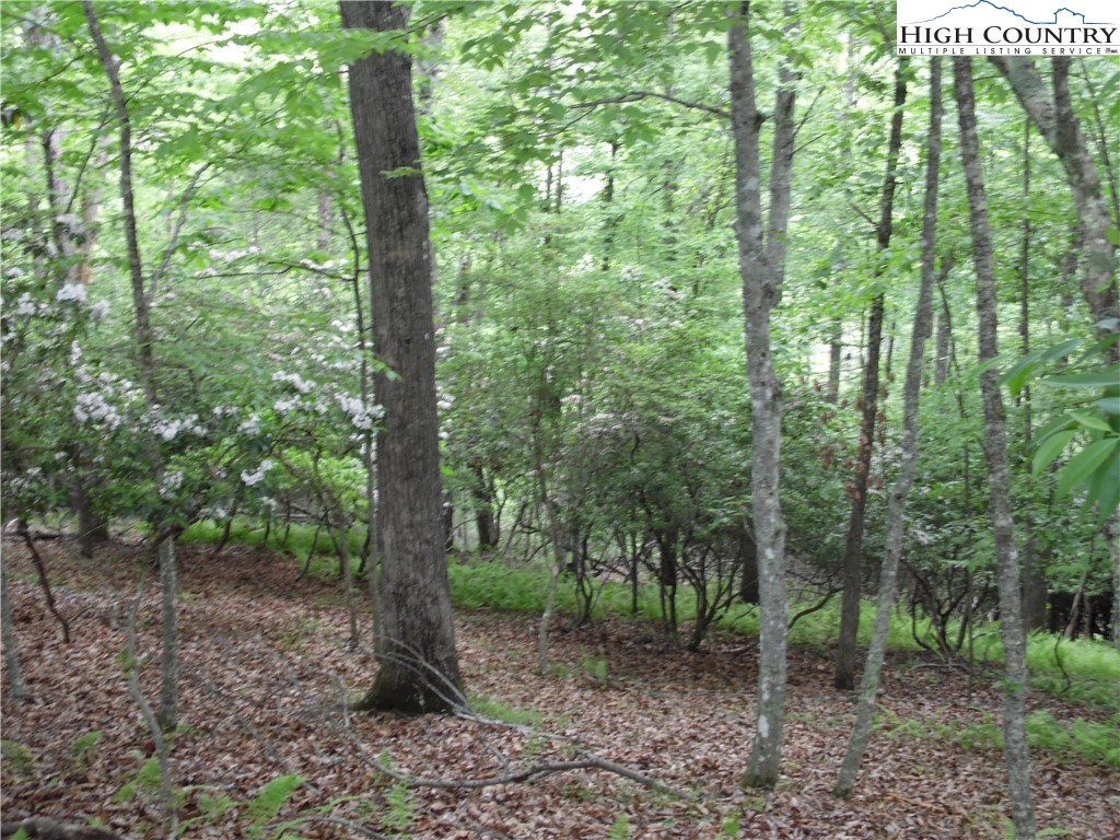 Deer Valley Road Piney Creek, NC 28663 - Photo 5 of 10 a view of a forest that has large trees