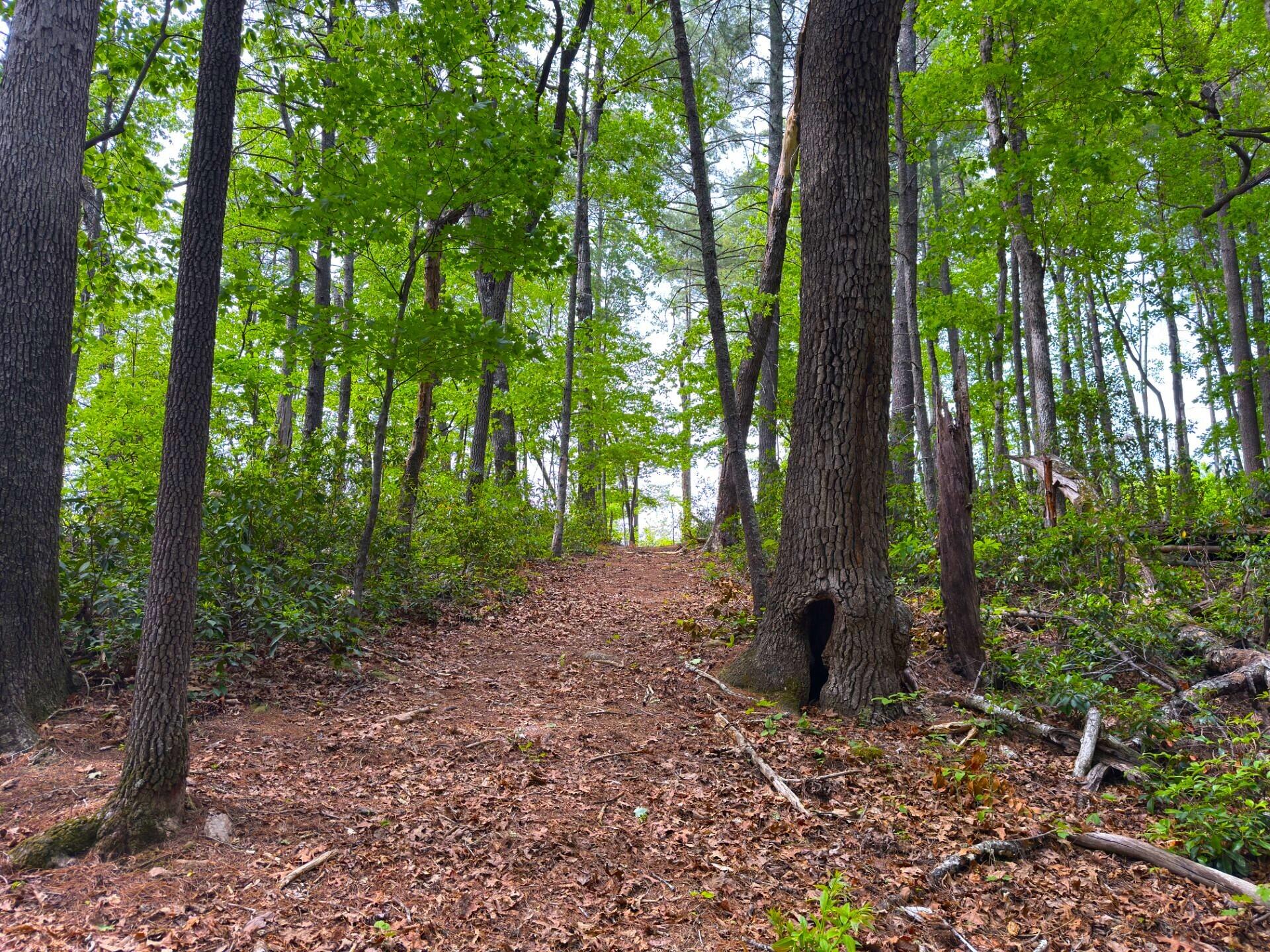 183 Pernello Road Ferrum, VA 24088 - Photo 16 of 24 a view of a forest filled with trees
