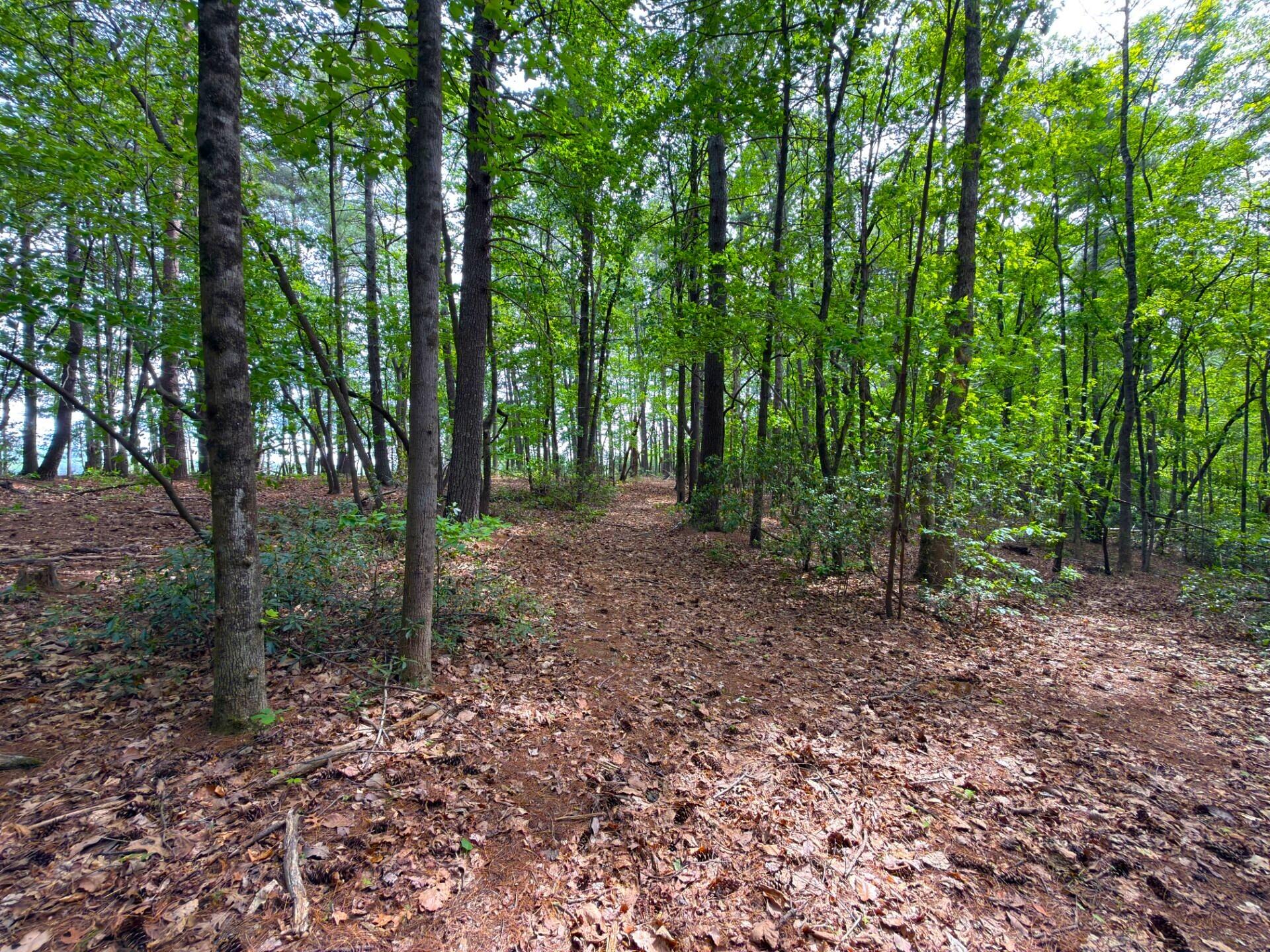 183 Pernello Road Ferrum, VA 24088 - Photo 17 of 24 a view of a forest that has large trees