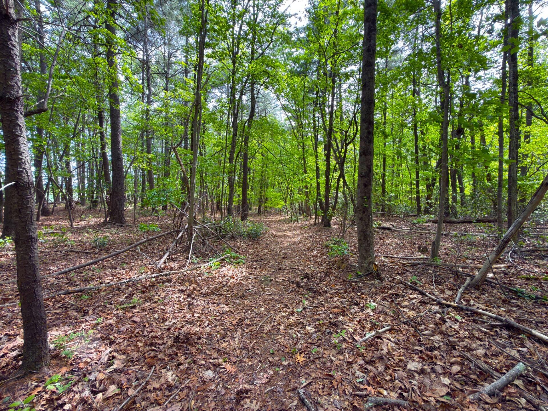 183 Pernello Road Ferrum, VA 24088 - Photo 18 of 24 a view of a forest with trees in the background