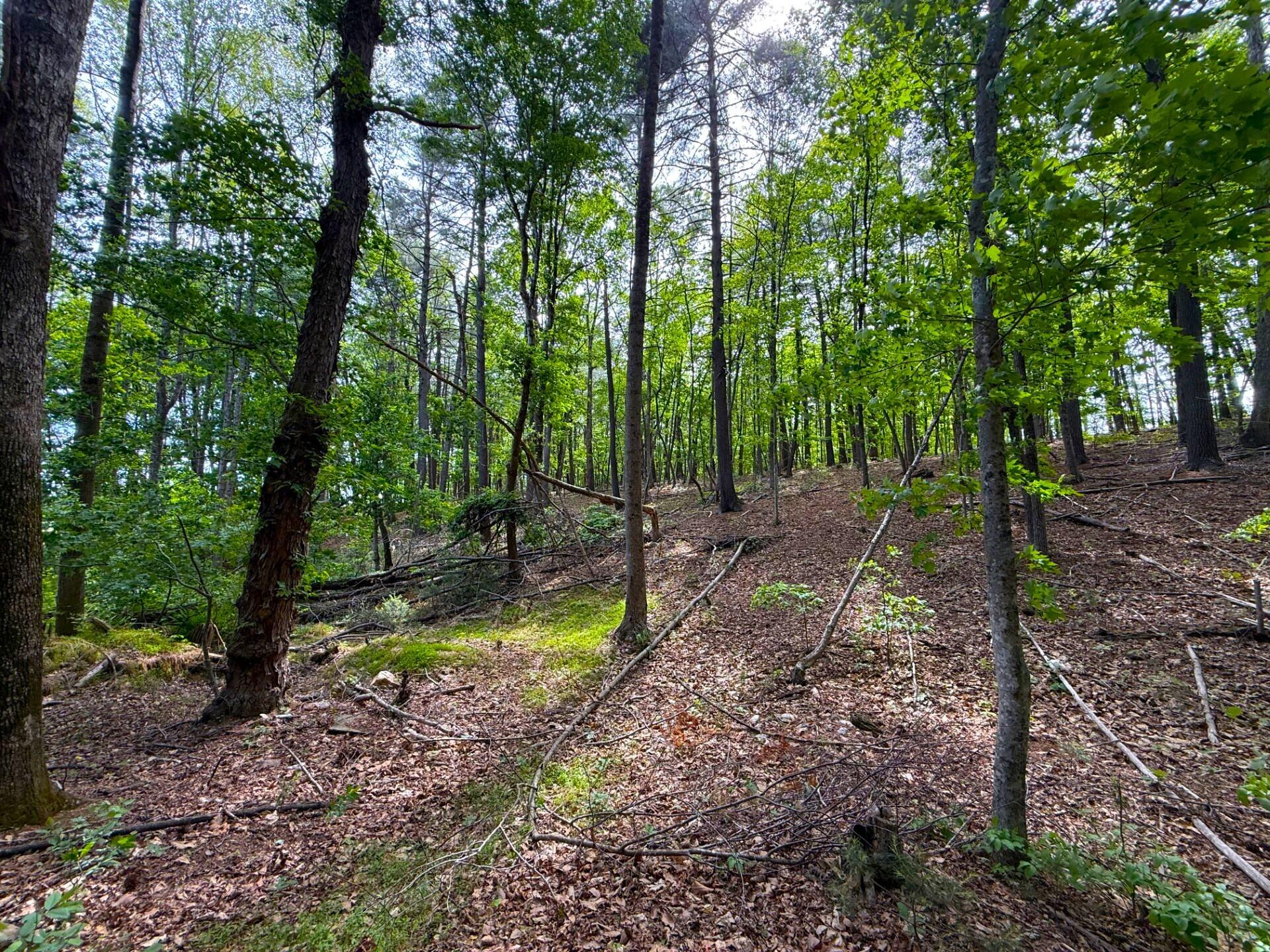 183 Pernello Road Ferrum, VA 24088 - Photo 19 of 24 a view of a forest with trees