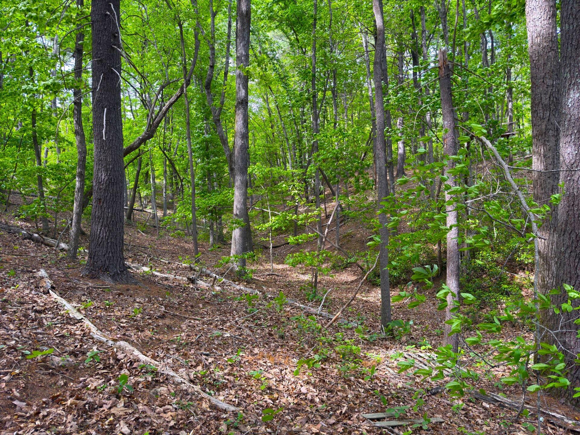 183 Pernello Road Ferrum, VA 24088 - Photo 20 of 24 a backyard of a house with lots of green space