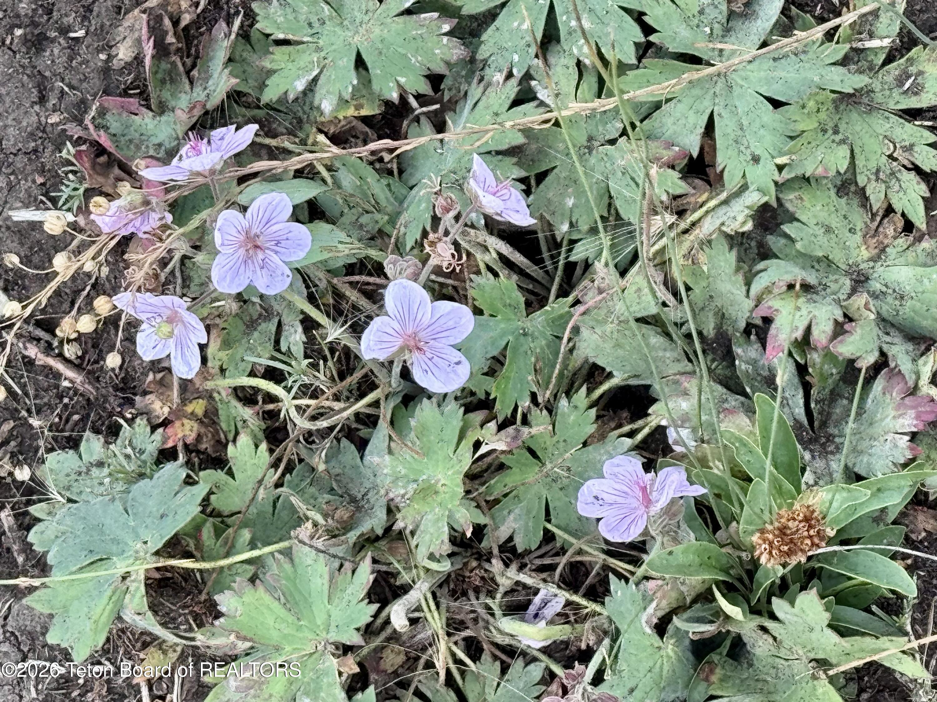 59 Aspen Ridge Road Daniel, WY 83115 - Photo 24 of 44 Where the wildflowers grow