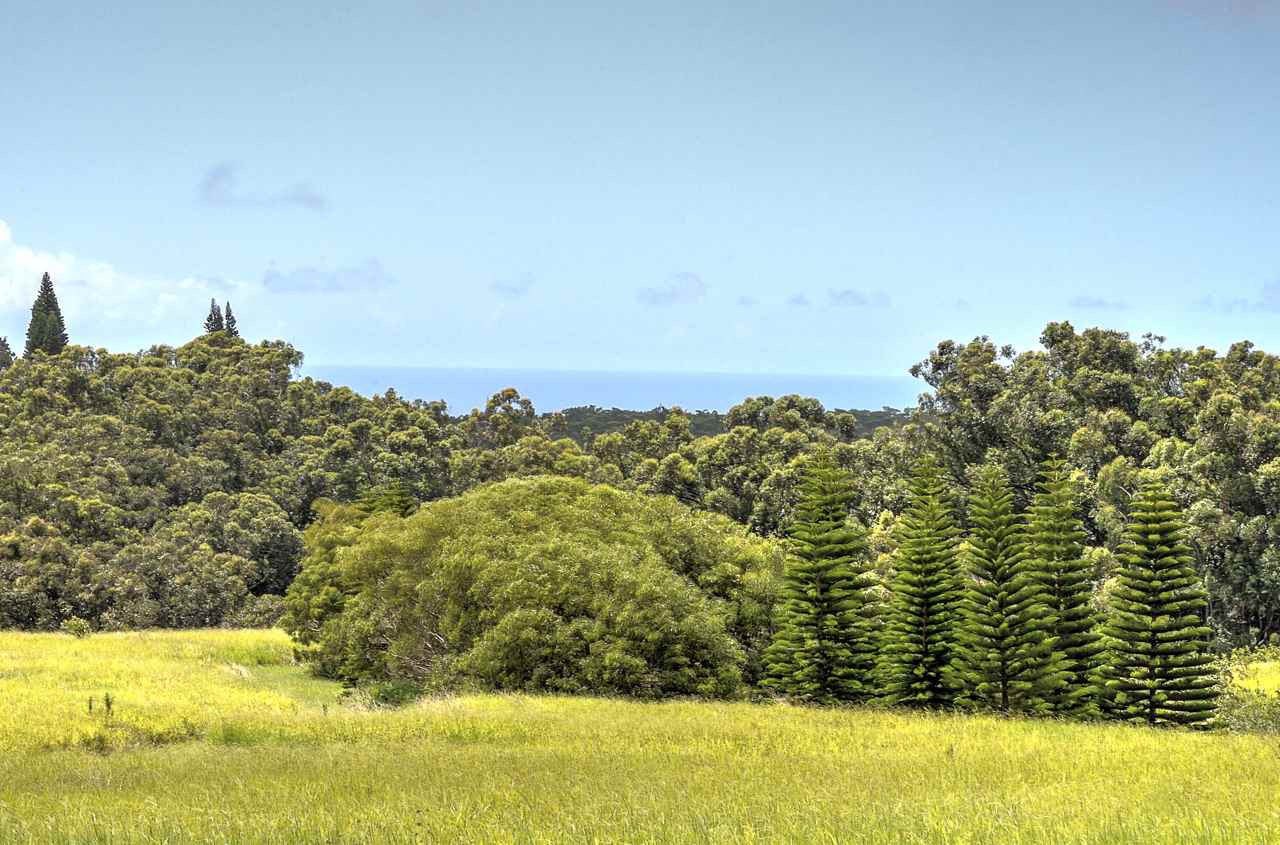 3910 Lepo Street Haiku, HI 96708 - Photo 5 of 15 a view of ocean