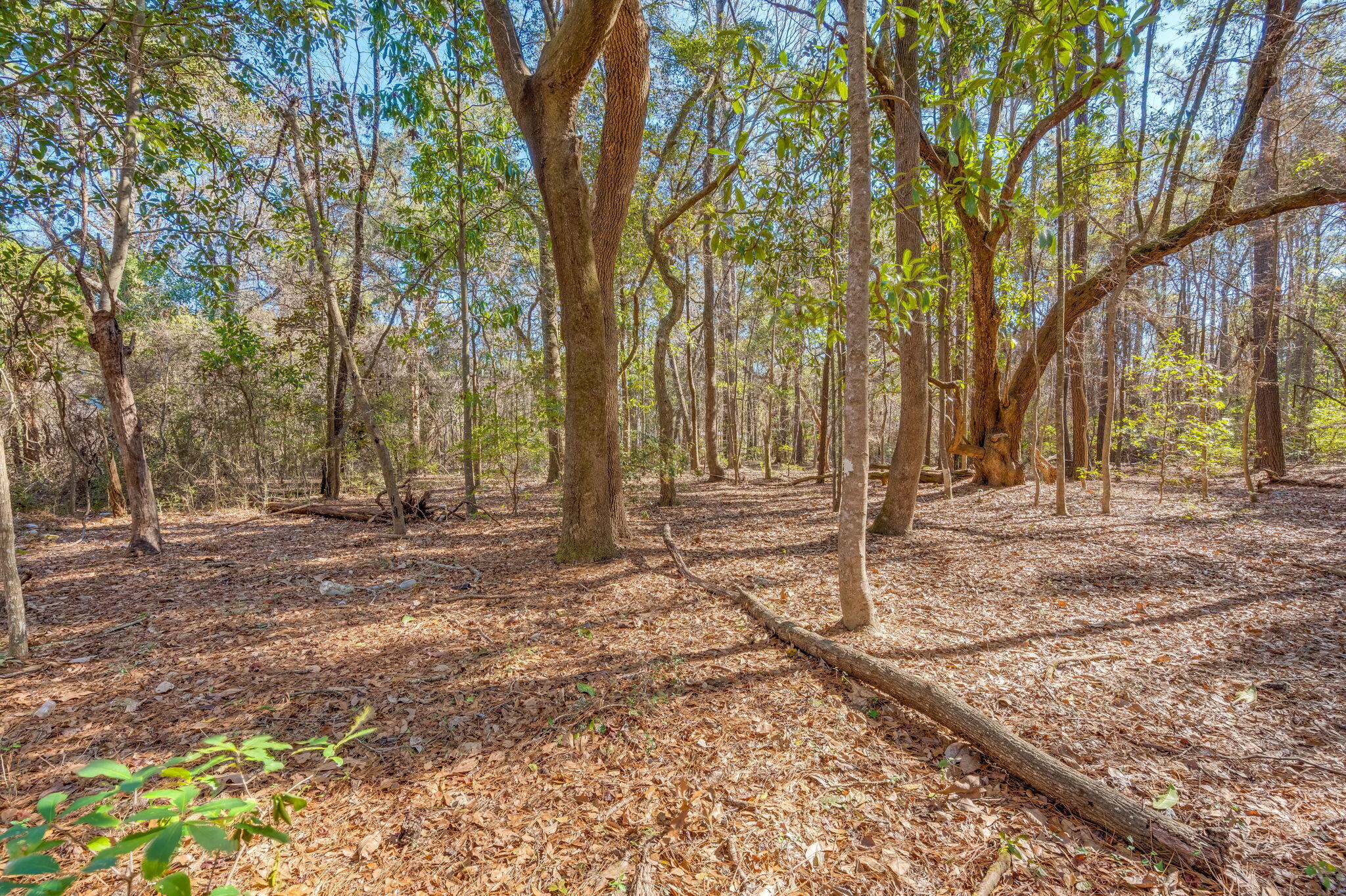3149 Thomas Jones Road Johns Island, SC 29455 - Photo 17 of 17 16
