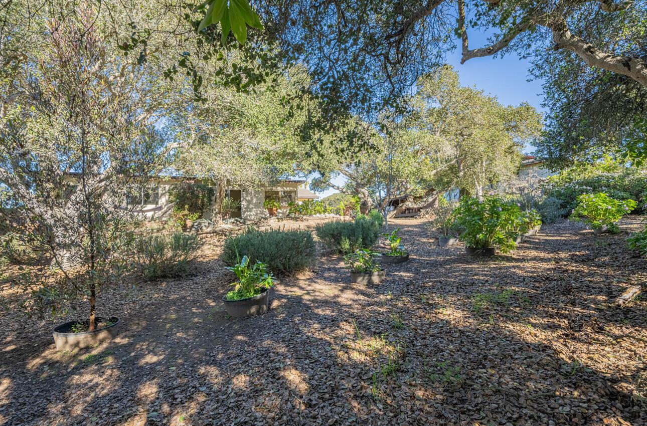 9525 South Century Oak Road Salinas, CA 93907 - Photo 35 of 37 a view of a yard with plants and large trees