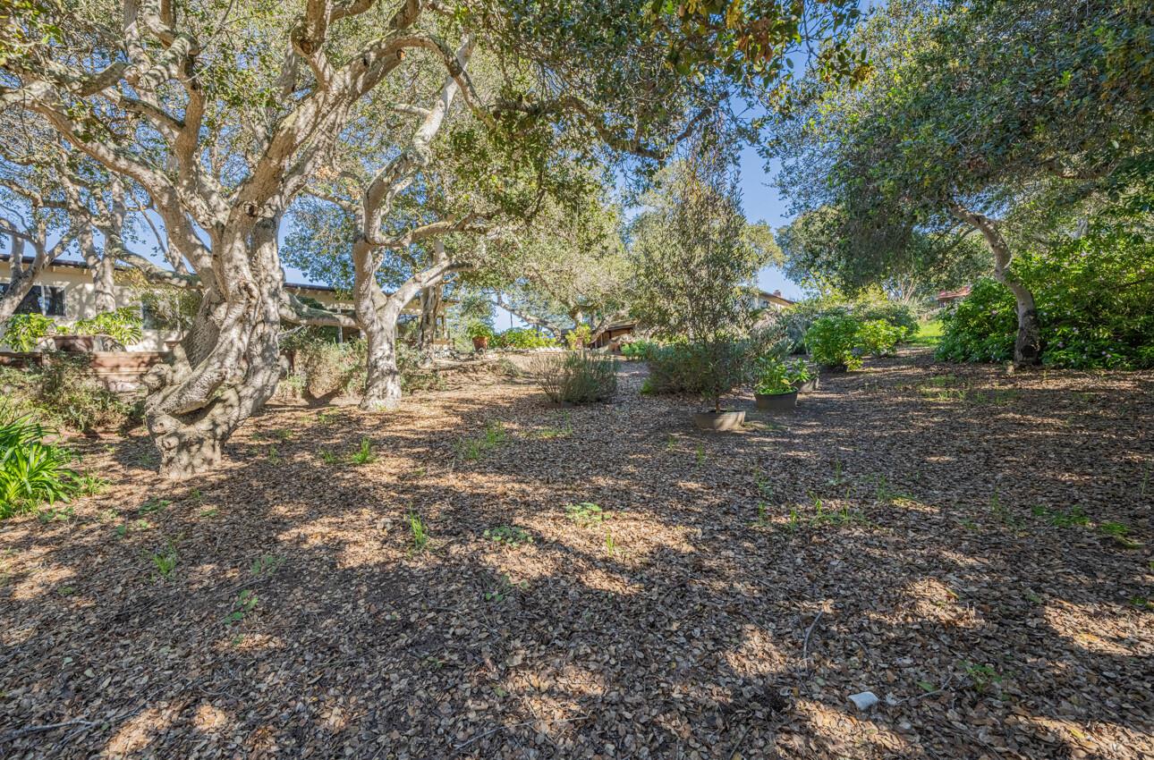 9525 South Century Oak Road Salinas, CA 93907 - Photo 36 of 37 a view of a forest with trees