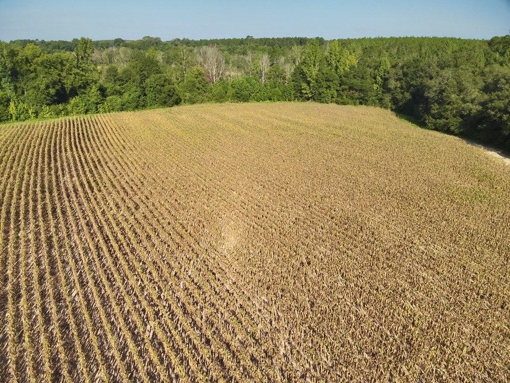 10.3-acres Red Oak Road Florala, AL 36442 - Photo 8 of 13