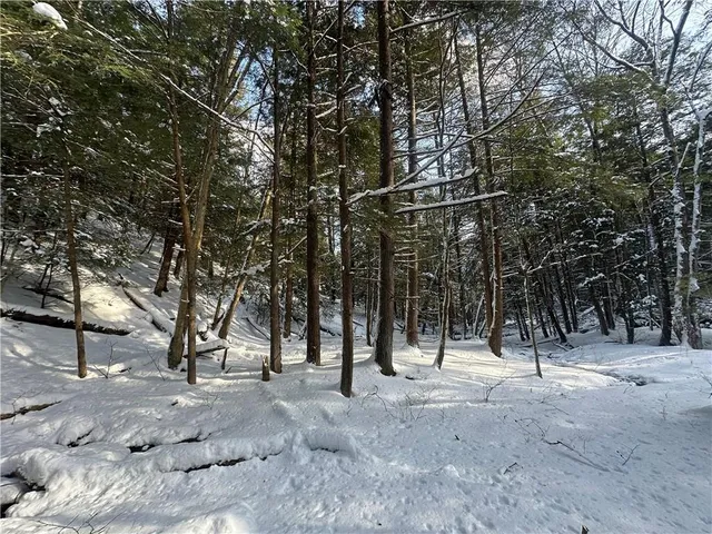 a view of a tree with a trees