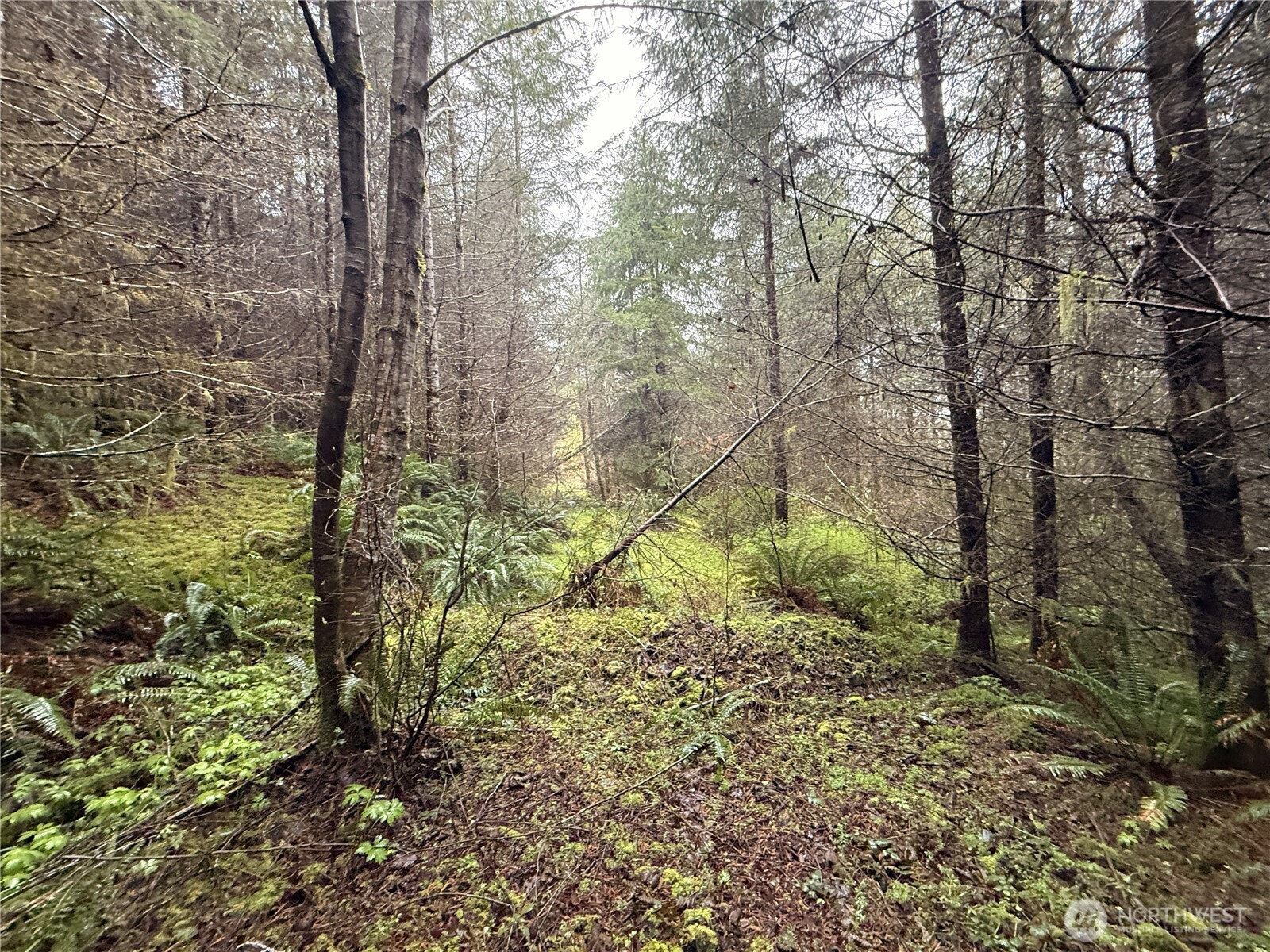 0 Bunker Creek Road Chehalis, WA 98532 - Photo 13 of 20 Gallery Image 13