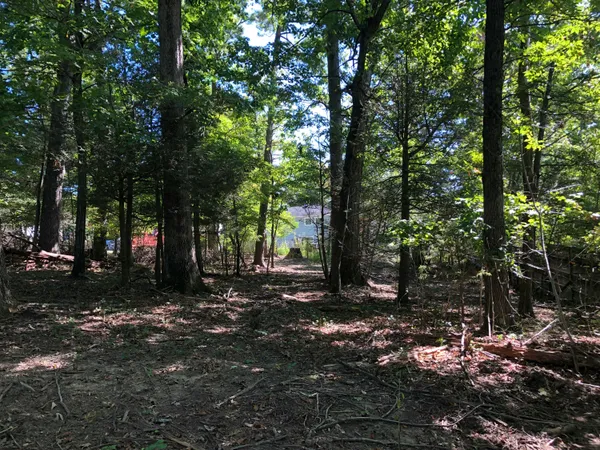 a view of a tree in a yard