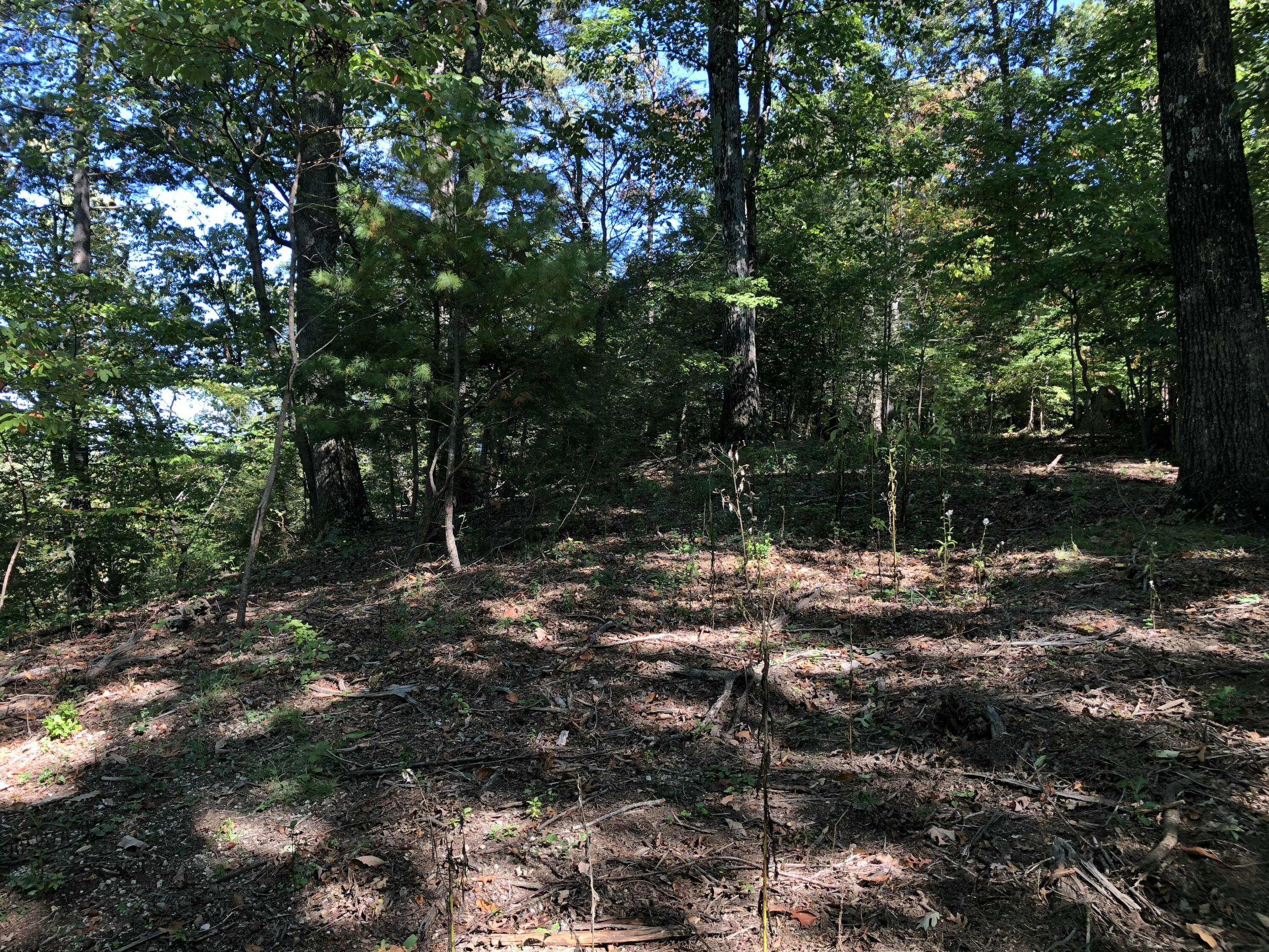 3287 Green Ridge Road Roanoke, VA 24019 - Photo 16 of 17 a backyard of a house with a tree