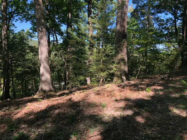 a view of a tree with a yard