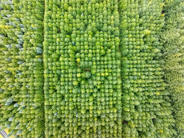 a view of a lush green forest with large trees